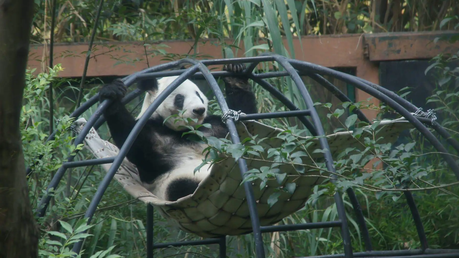 Panda gigante Xin Xin, celebra su cumpleaños 34 años: Sedema